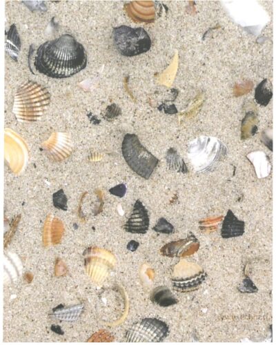 ΦΩΤΟΚΑΡΤΟΝ 50Χ70 ΚΟΧΥΛΙΑ